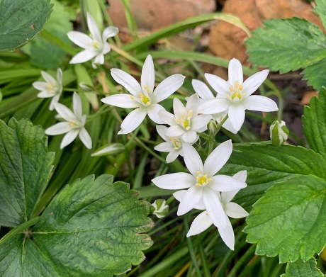 Star of Bethlehem Bulbs (Ornithogalum umbellatum)